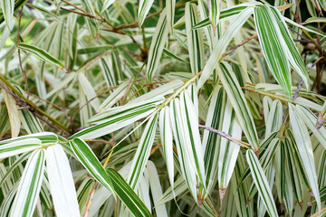 Fototapeta premium White and green leaves of bamboo, Variegated plants