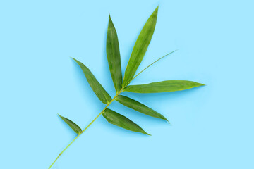 Fototapeta na wymiar Bamboo leaf. Fresh green leaves on blue background.