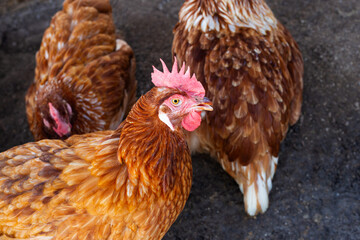Hens in the chicken farm. Organic poultry house.