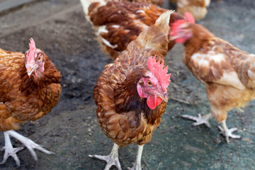 Hens in the chicken farm. Organic poultry house.