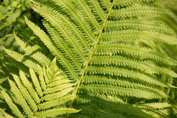 fern leaves