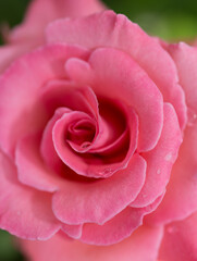 pink rose close up