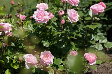 pink rose bush