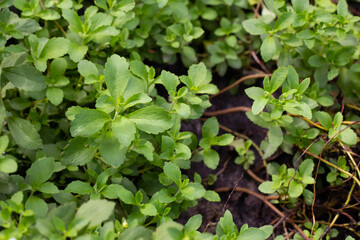 Fresh green leaves of stevia plant.