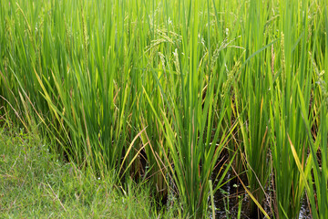 Obraz premium Rice plant in rice field.