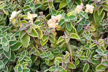 Fototapeta premium Maxican mint, Fresh colorful leaves. Coleus amboinicus