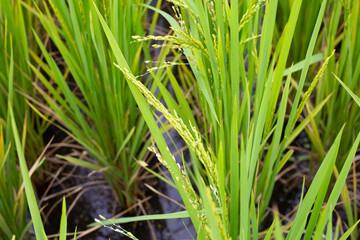 Rice plant in rice field.