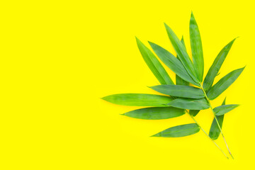 Bamboo leaf. Fresh green leaves on yellow background.