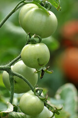green tomatoes on a branch