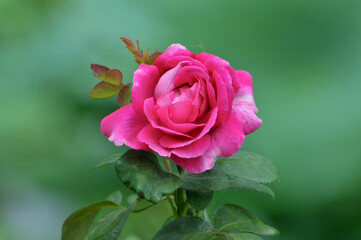 pink rose in garden