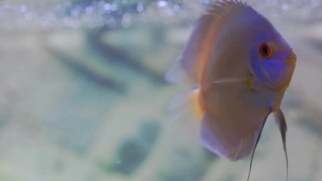 Close up view of blue diamond discus fish cichlid swimming in aquarium. Tropical fishes. Hobby concept. Sweden.