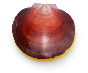 Japanese moon scallop isolated on white background