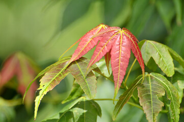  red maple leaves
