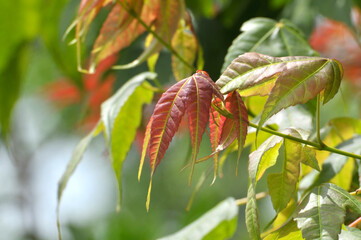  red maple leaves