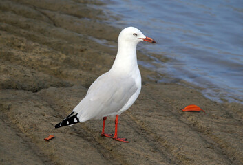 Silver gull seagull bird standing on a boat ramp next to the ocean