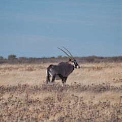 Oryx, Etosha National Park, Namibia