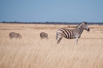 Fototapeta na wymiar Zebra, Etosha National Park, Namibia