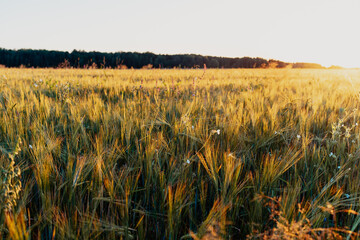 golden wheat field at sunset