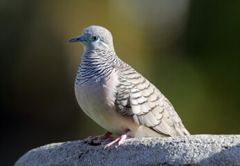 Peaceful dove bird sitting on a birdbath in a garden