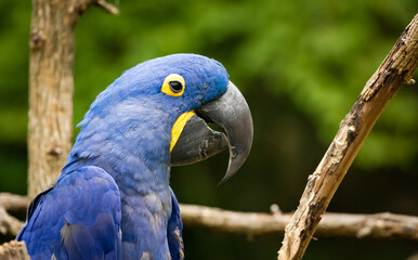 Hyacinth Macaw perched on branches at a zoo aviary in Tennessee.