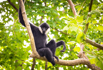 Northern White Cheeked Gibbon sitting in tree top at a zoo In Tennessee.