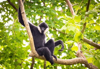 Northern White Cheeked Gibbon sitting in tree top at a zoo In Tennessee.
