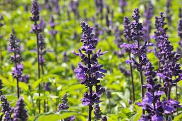 lavender flowers in the garden