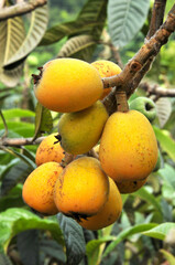 Loquats on a branch