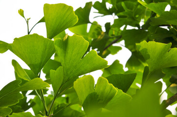 green ginkgo leaves in spring