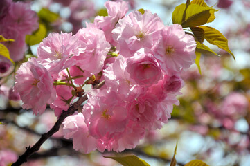 pink cherry blossom in spring