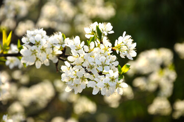 white cherry blossom