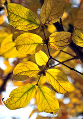 autumn leaves in the sun