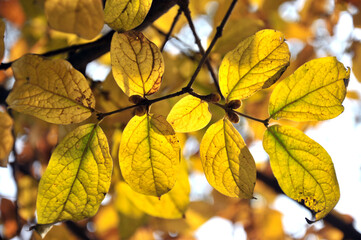 autumn leaves in the sun