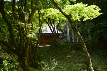 Obraz premium 新緑の鶏足寺 護摩堂 滋賀県長浜市