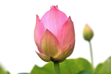 Blossoming lotus flowers