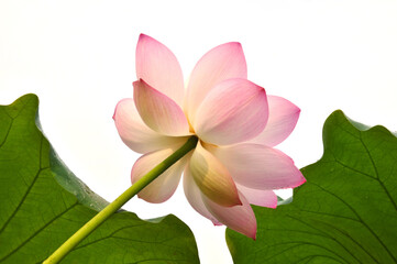 Obraz premium Blossoming lotus flowers