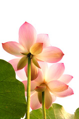 Blossoming lotus flowers