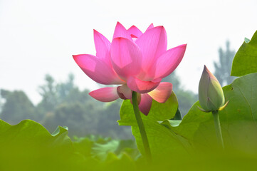 Blossoming lotus flowers