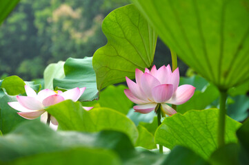 Obraz premium Blossoming lotus flowers