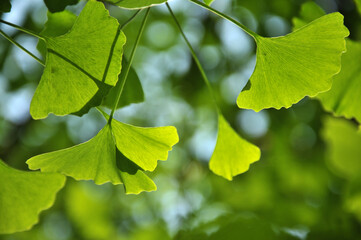 green ginkgo leaves in spring