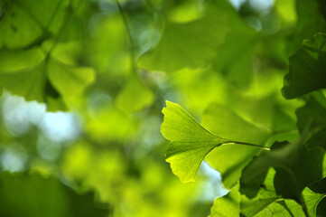 Fototapeta na wymiar green ginkgo leaves in spring