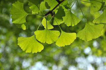 green ginkgo leaves in spring