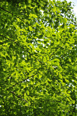 Fototapeta na wymiar green ginkgo leaves in spring