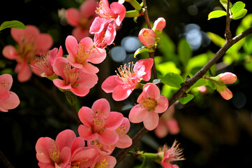 Chinese Flowing Crabapple