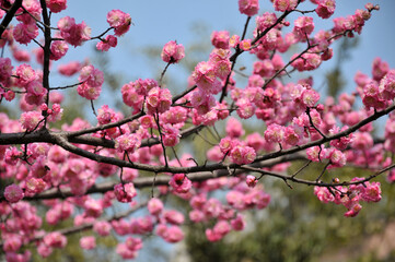 blossoming plum blossom in spring