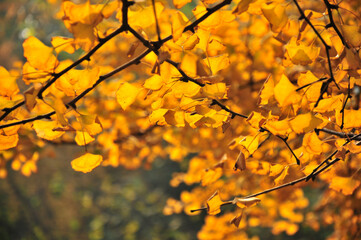 golden ginkgo tree in autumn