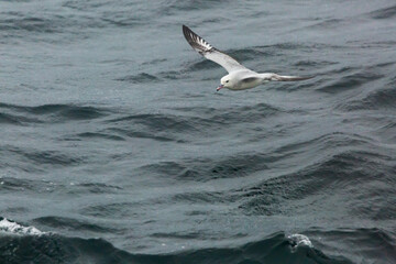 Southern Fulmer (Petrel Plateado) Latin Name: Fulmarus Glacialoides.