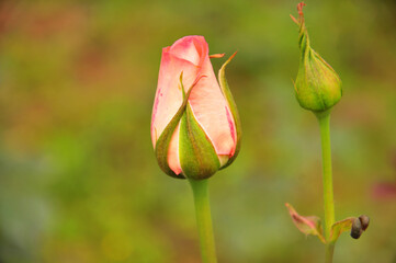  rose buds with green leaves