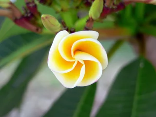 Keuken spatwand met foto Close up of a yellow and white frangipani plumeria flower on a plant in a garden © Tammy
