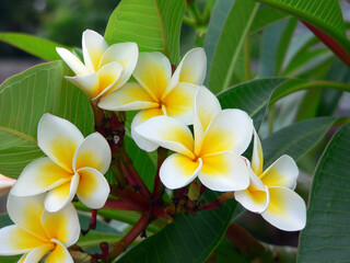 Yellow and white frangipani plumeria flowers on a plant in a tropical garden
